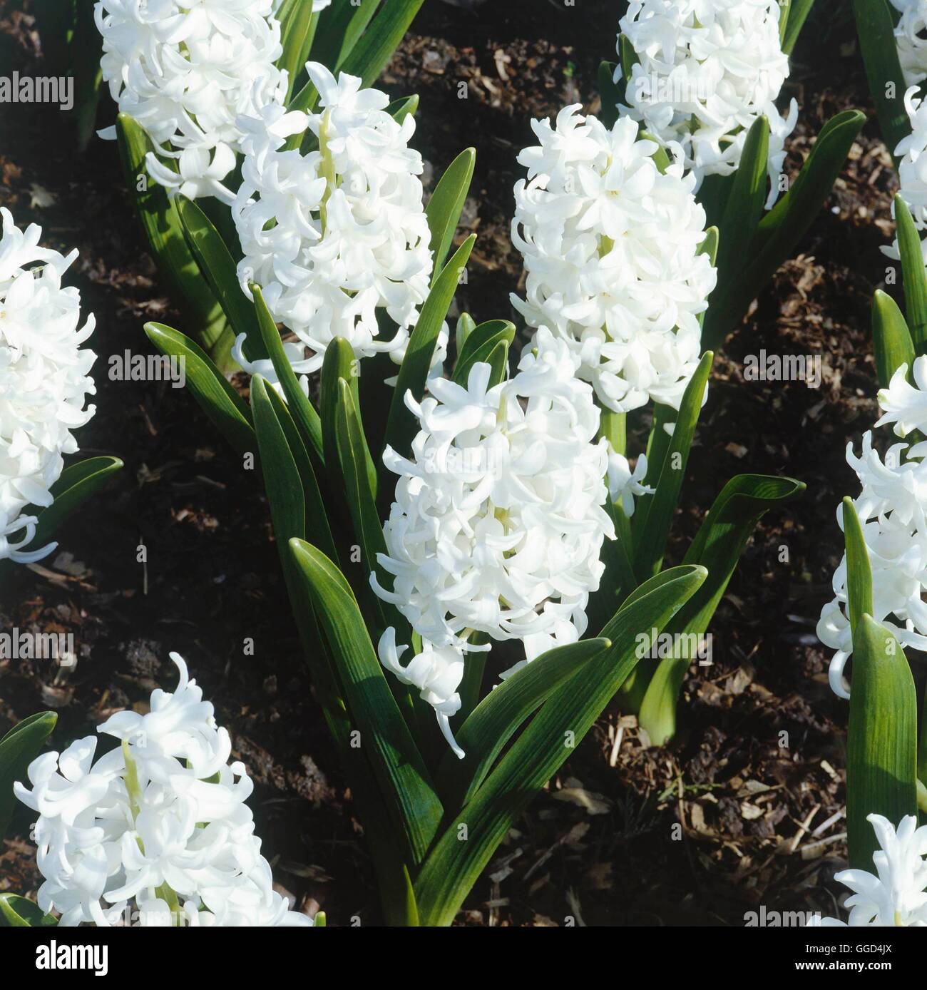 Hyacinthus orientalis - `Carnegie'   BUL021701 Stock Photo